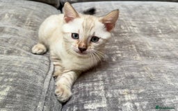 Bengal cats for sale: Snow and Brown boy TICA bengal kittens  - Image 36