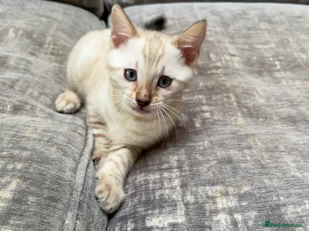 Bengal cats for sale: Snow and Brown boy TICA bengal kittens  - Image 36