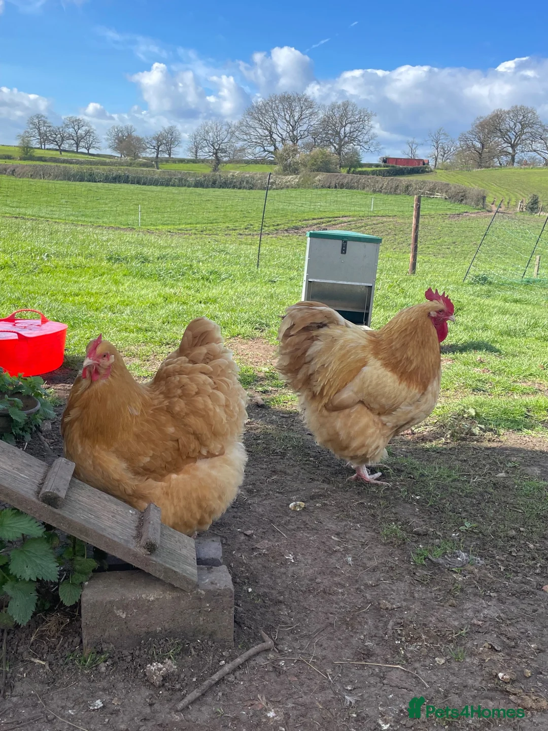 Chickens poultry for sale: Orpington Cockerels  - Advert 1