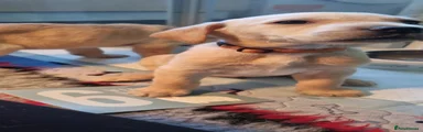 Labrador Retriever Puppy 2