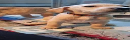 Labrador Retriever dogs for sale: READY TO LEAVE 3RD JUNE Gorgeous labrador puppies! - Advert 7