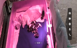 Lhasa Apso dogs for sale: KC registered litter born 9/10 - Image 6