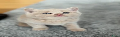British Shorthair Kitten 5