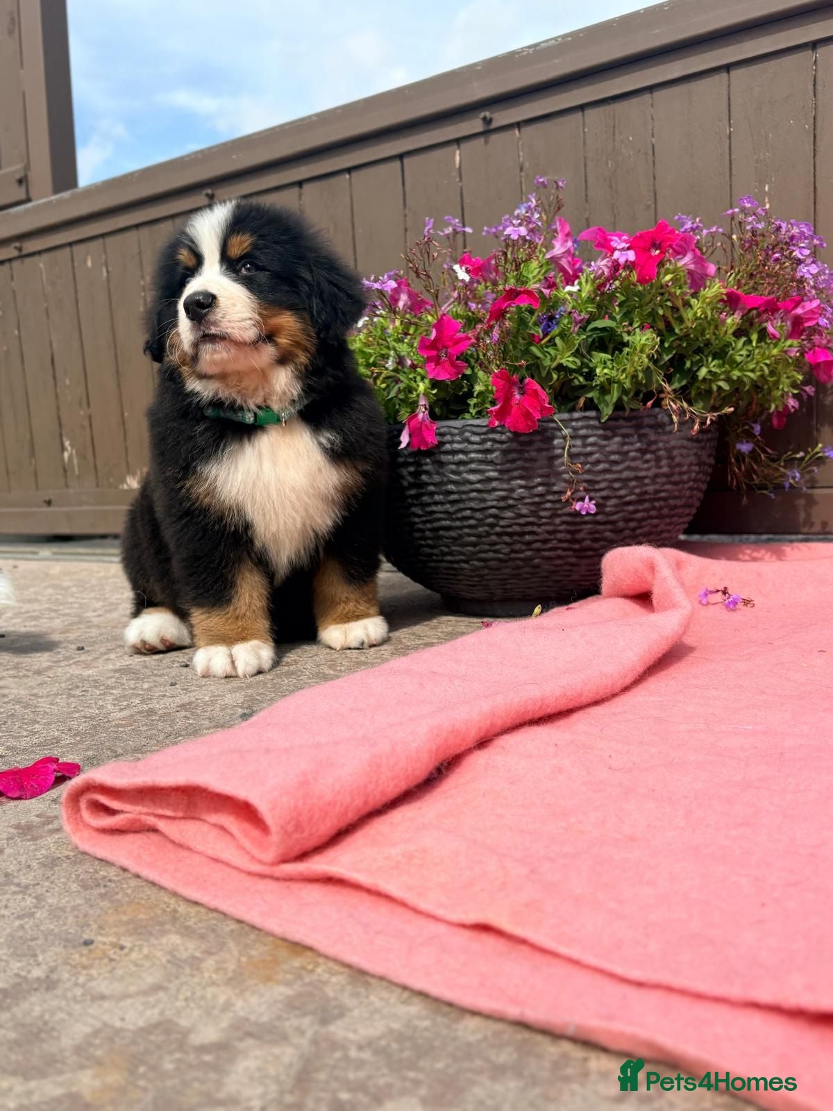 Bernese Mountain Dog dogs Kc bernese mountain puppies  - Advert 1