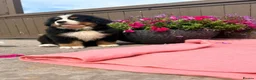 Bernese Mountain Dog dogs for sale: Kc bernese mountain puppies  - Advert 1