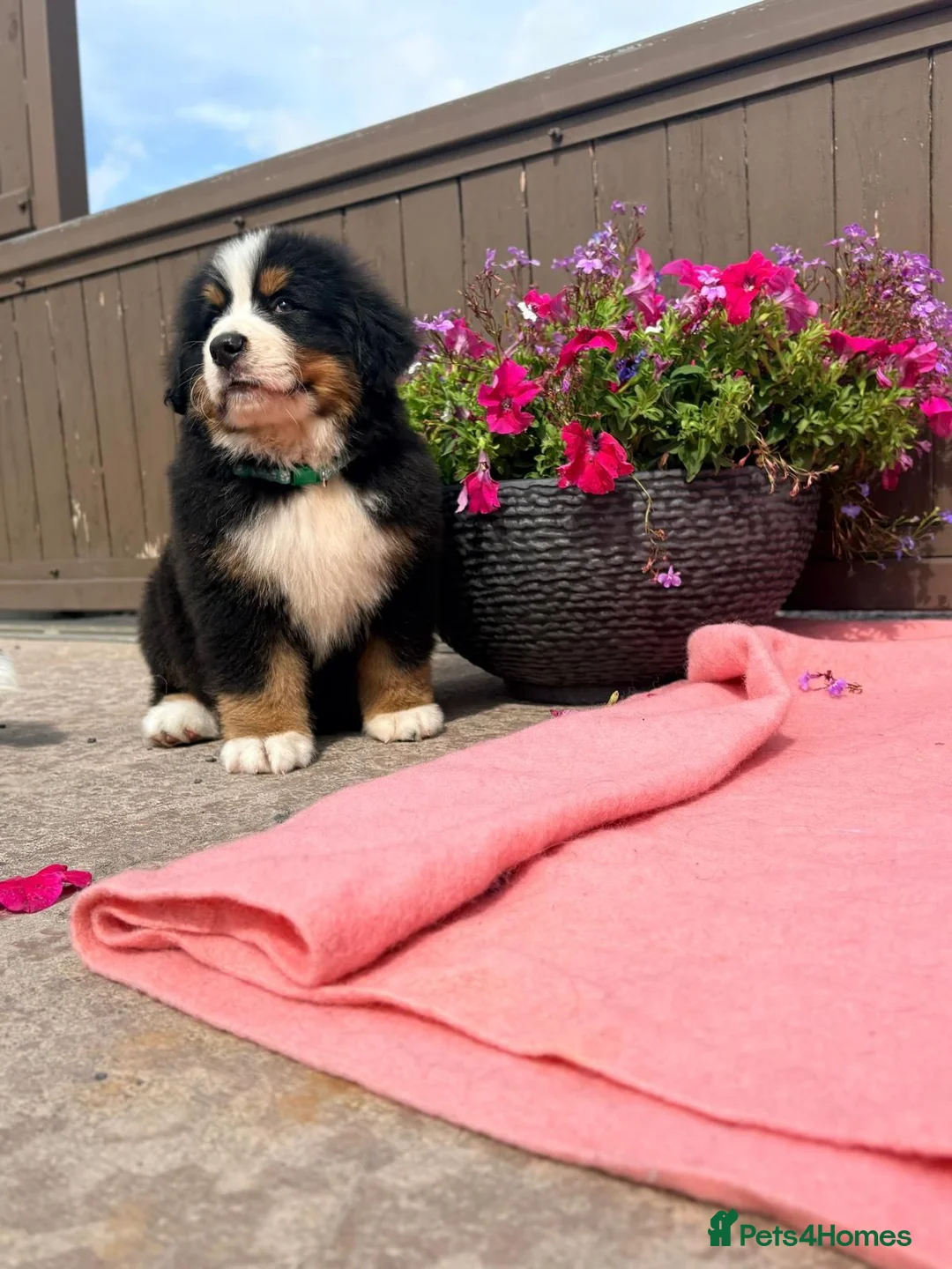 Bernese Mountain Dog dogs for sale: Kc bernese mountain puppies  - Advert 1