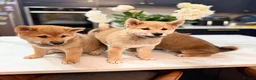 Japanese Shiba Inu dogs for sale: Exceptional Shiba Inu Puppies for Sale in London - Advert 1