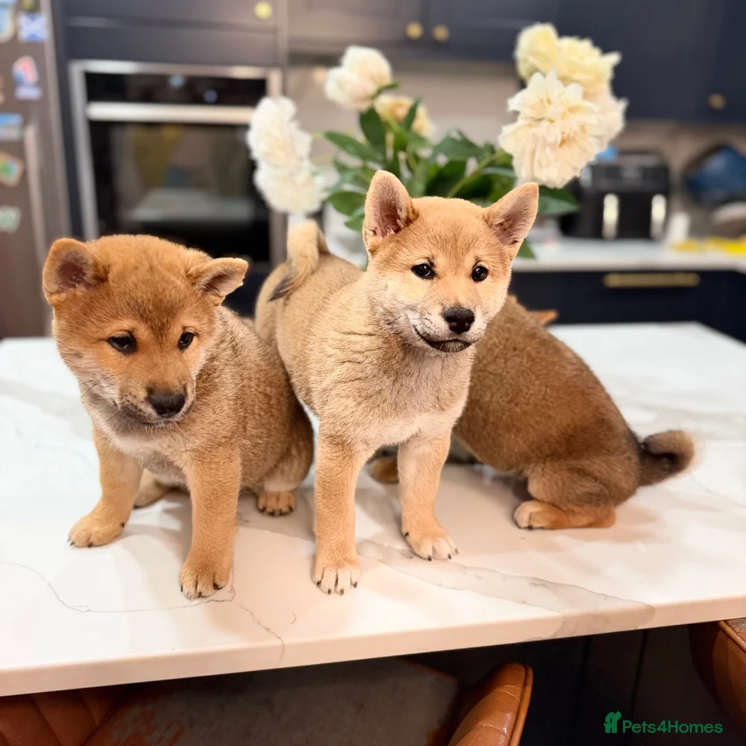 Japanese Shiba Inu dogs for sale: Exceptional Shiba Inu Puppies for Sale in London - Advert 1