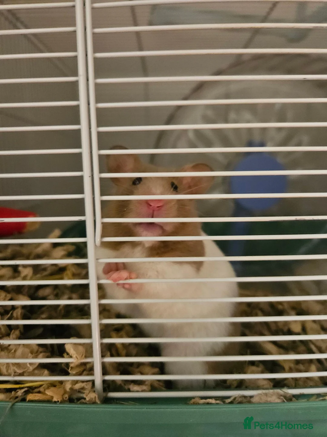 Hamster rodents for sale: Female syrian hamster with set up - Advert 1