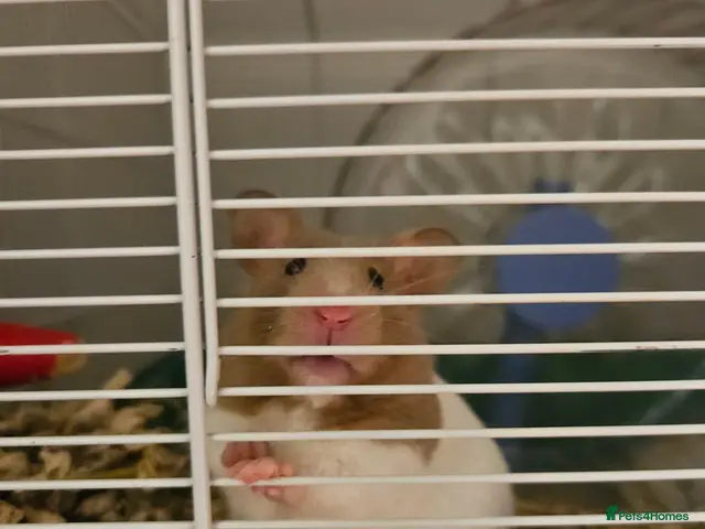 Hamster rodents for sale: Female syrian hamster with set up - Advert 3