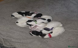 Sprocker dogs for sale: 6 Sprocker Pups - Image 1