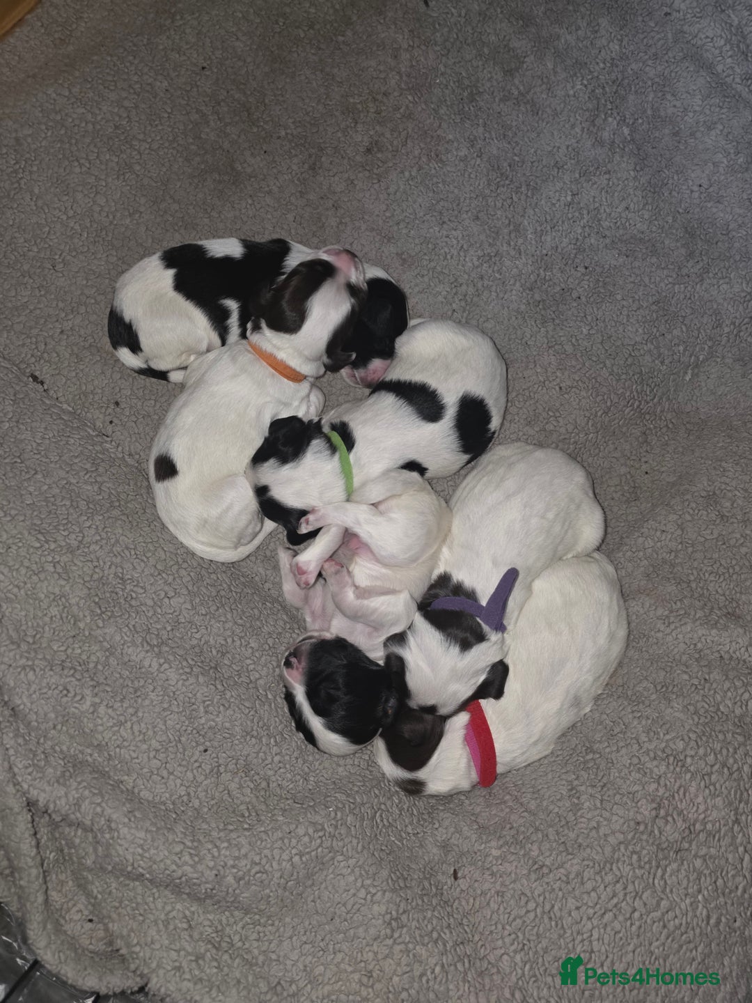 Sprocker dogs for sale: 6 Sprocker Pups - Image 1