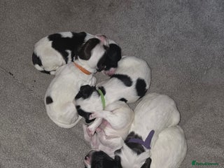 Sprocker dogs - Advert 5