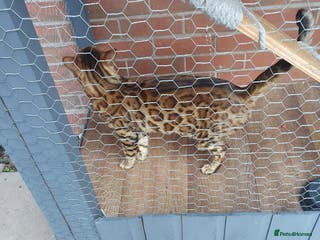 Bengal cats Stunning Male Bengal Stud 🌟TICA REGISTERED🌟 in Wolverhampton - Advert 11