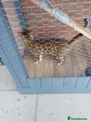 Bengal cats Stunning Male Bengal Stud 🌟TICA REGISTERED🌟 in Wolverhampton - Advert 1