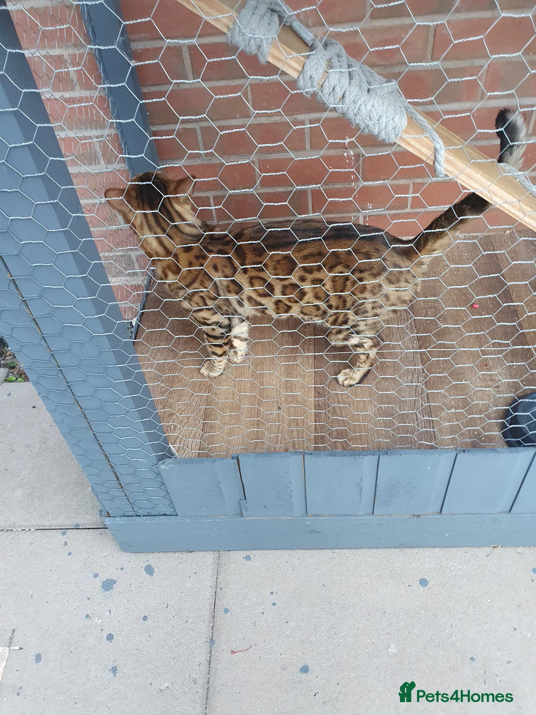 Bengal cats for stud: Stunning Male Bengal Stud 🌟TICA REGISTERED🌟 in Wolverhampton - Advert 1