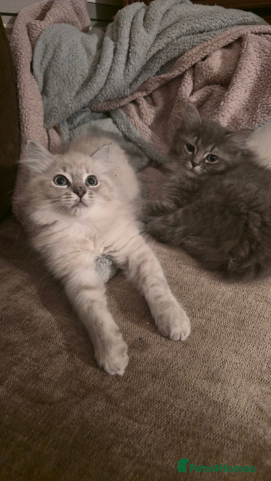 Ragdoll cats for sale: Adorable Ragdoll cross Scottish Straight - Advert 24
