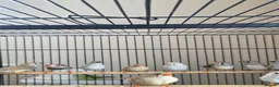 Finches birds for sale: Mix Aviary born Zebra Finch - Advert 5