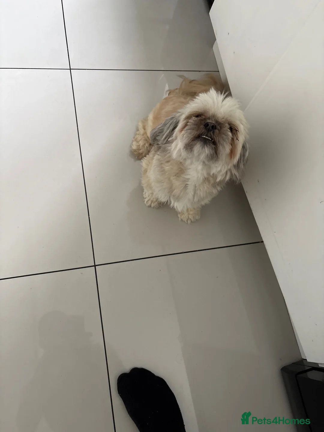 Lhasa Apso dogs for sale: Lhasa apso  in Leicester - Advert 2