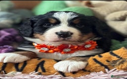 Bernese Mountain Dog dogs for sale: 9 months old girl KC  - Image 2
