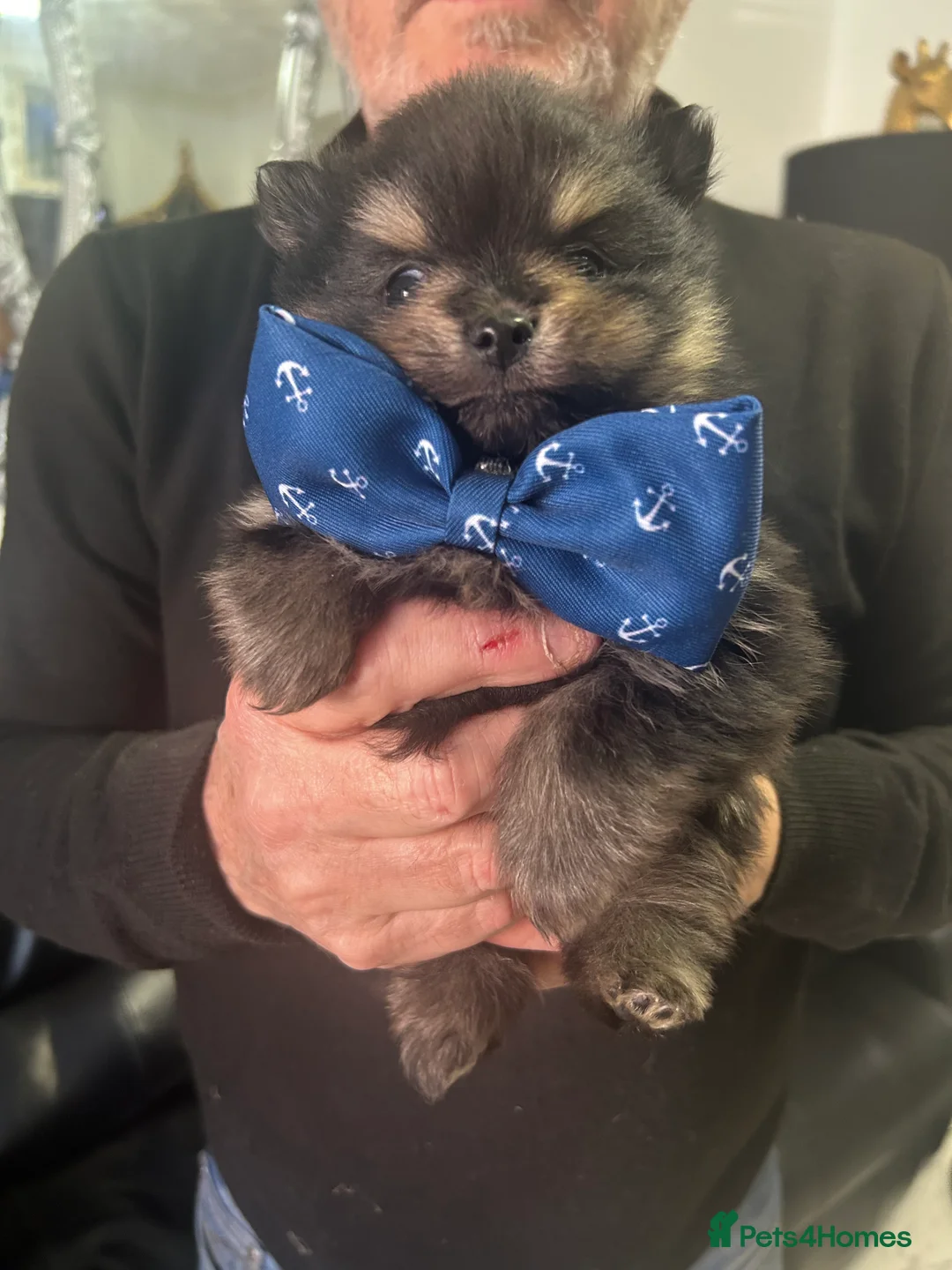 Pomeranian dogs for sale:  POMERANIAN BOY - Advert 2