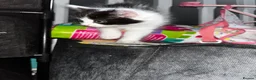 Mixed Breed cats for sale: 5 kittens ready for there forever homes - Advert 11