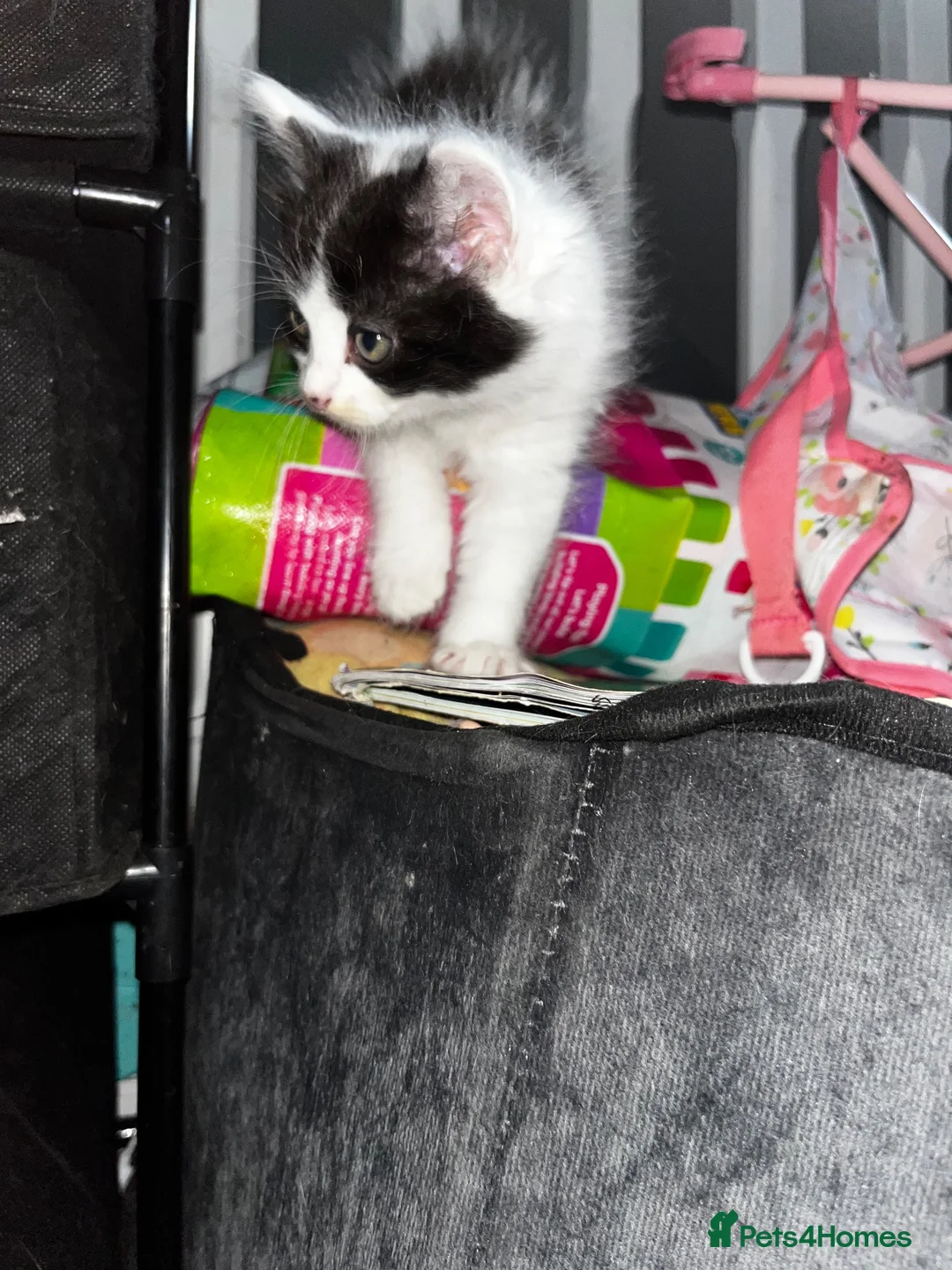 Mixed Breed cats for sale: 5 kittens ready for there forever homes - Advert 11