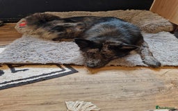 Mixed Breed dogs for sale: Chow chow cross Alaskan Malamute for sale - Advert 2