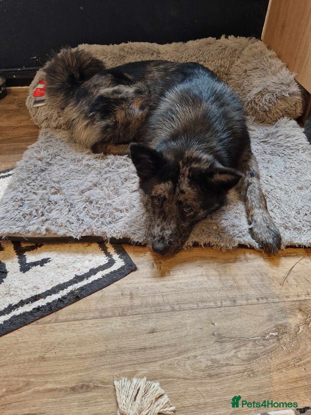 Mixed Breed dogs for sale: Chow chow cross Alaskan Malamute for sale - Advert 2