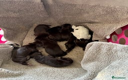 German Shorthaired Pointer dogs for sale: Gorgeous GSP Puppy - Image 2