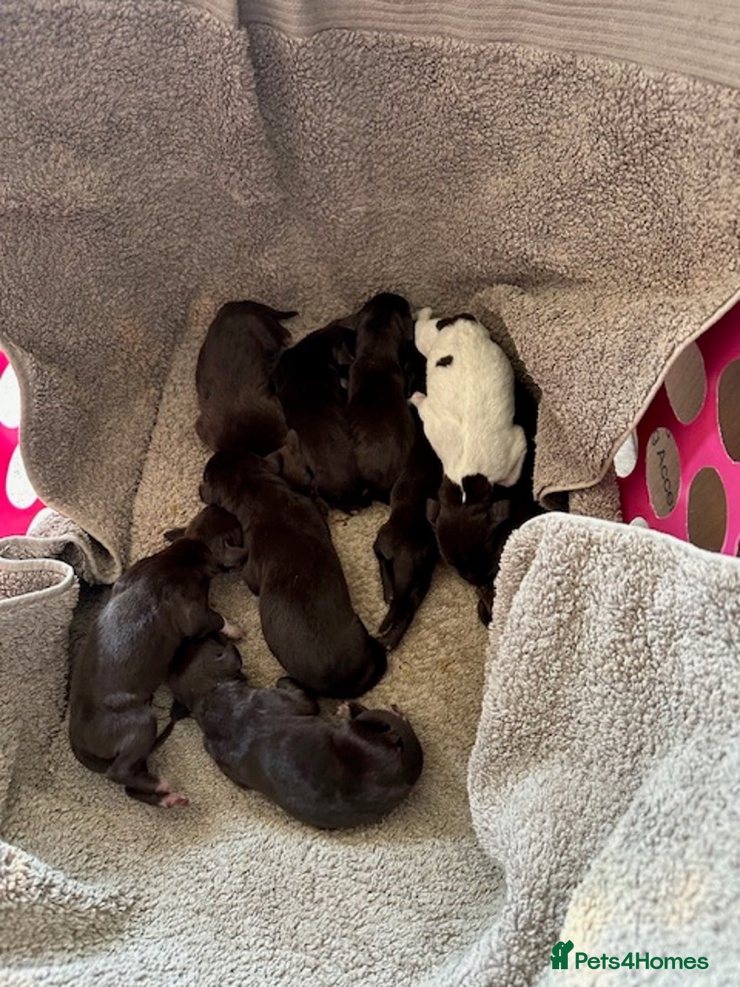 German Shorthaired Pointer dogs for sale: Gorgeous GSP Puppy - Image 2