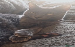 Mixed Breed cats for sale: Cats for sale - Image 2