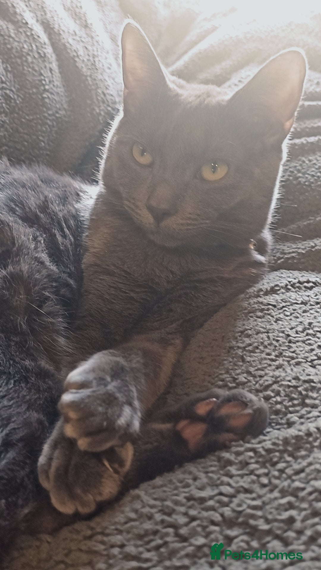 Mixed Breed cats for sale: Cats for sale - Image 2