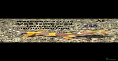 Leopard Gecko reptiles - Advert 4
