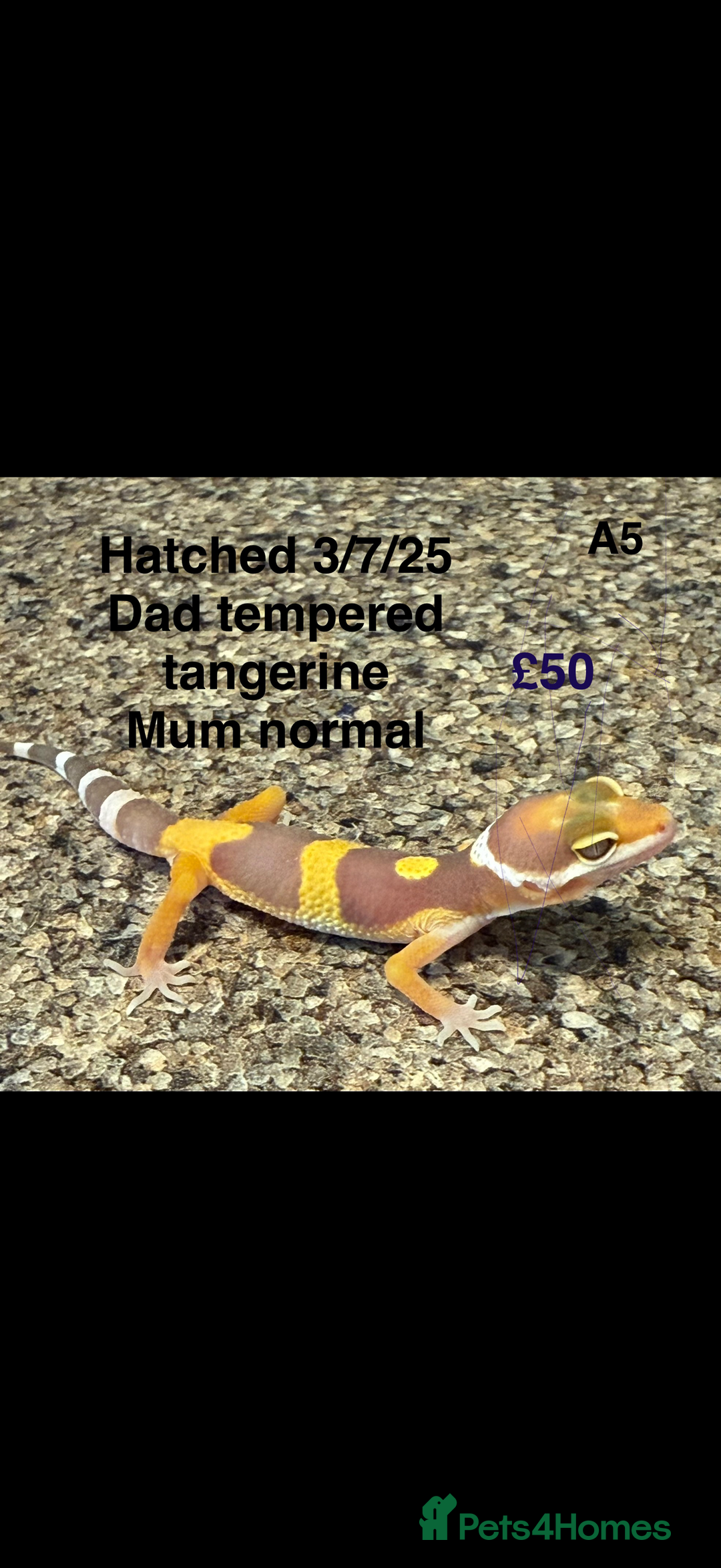 Leopard Gecko reptiles for sale: Baby leopard geckos - Image 3