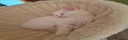 Ragdoll cats for sale: Beautifull ragdoll - Advert 13