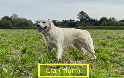 Golden Retriever dogs for sale: KC-Reg Golden Puppies @ Sunaraelia - Due 23/10/25 - Image 15