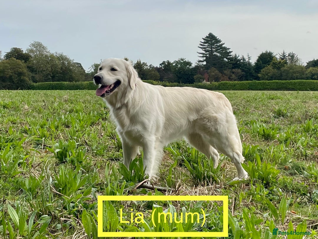 Golden Retriever dogs for sale: KC-Reg Golden Puppies @ Sunaraelia - Due 23/10/25 - Image 15