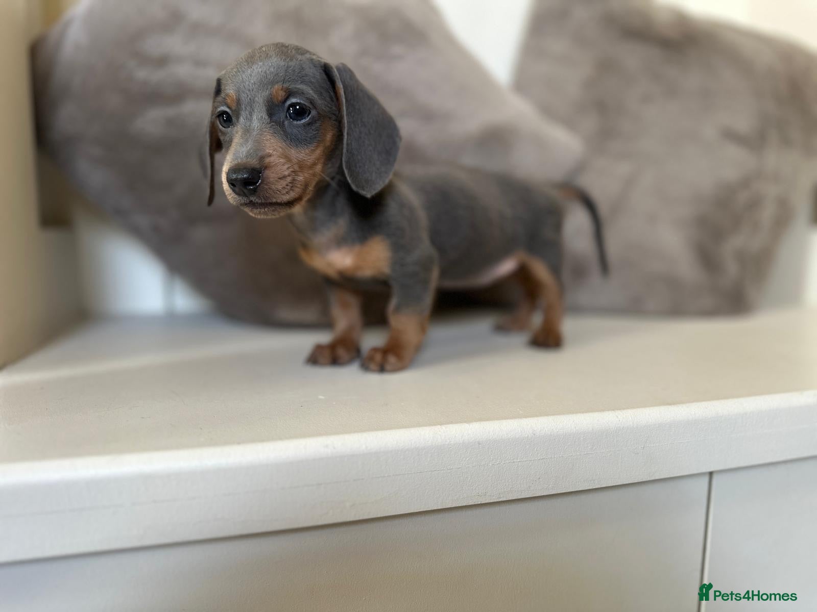 Miniature Dachshund dogs Refuced KC Dapple & Blue Miniature Dachshunds  - Advert 1