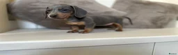 Miniature Dachshund dogs for sale: KC Dapple, Blue & Cream Miniature Dachshunds  in York - Advert 12