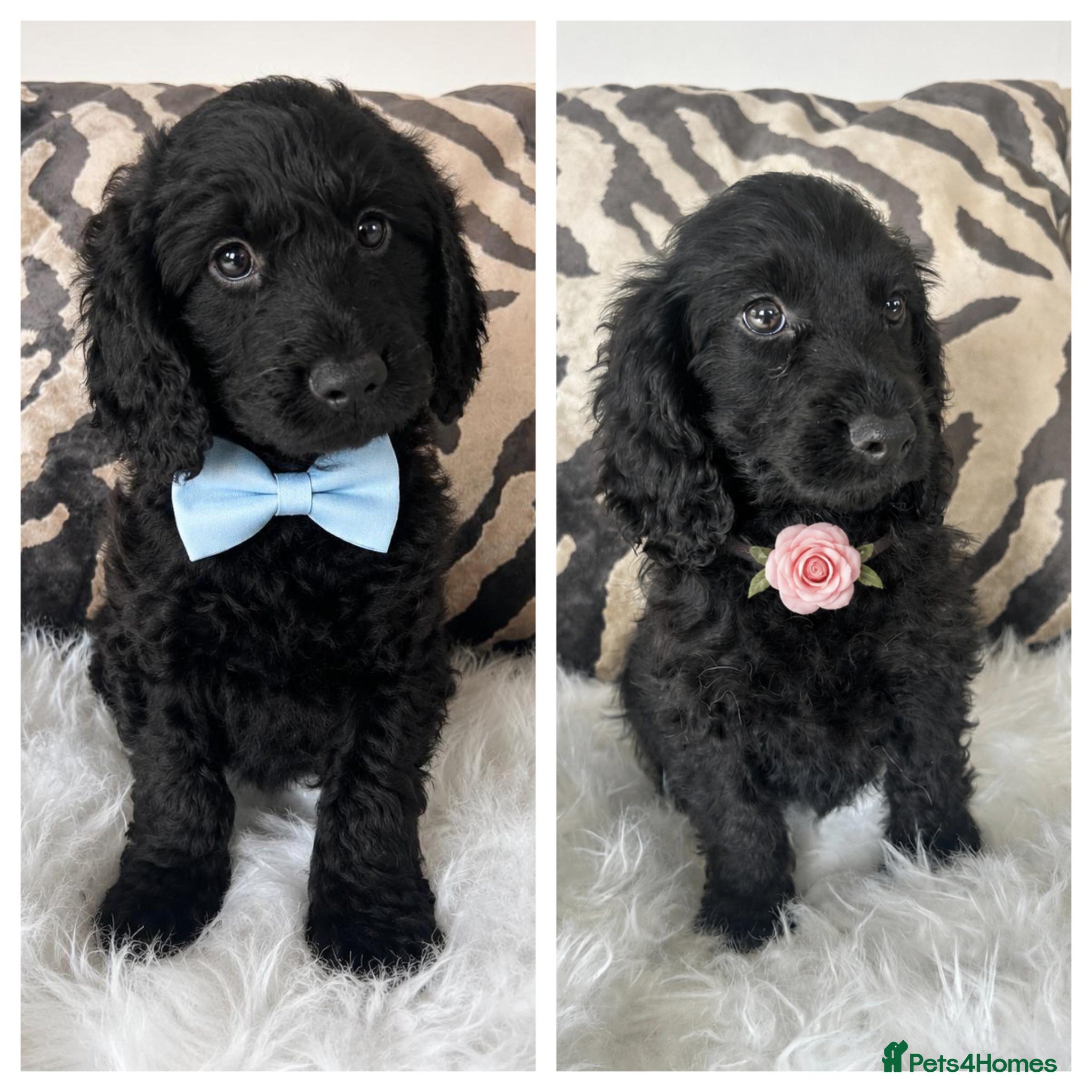 Cockapoo dogs F1 cockapoo puppies  - Advert 3