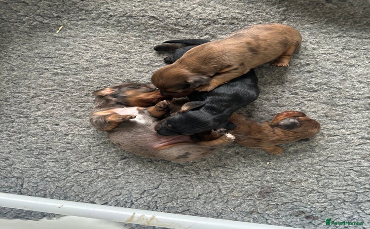 Dachshund dogs - Advert 4