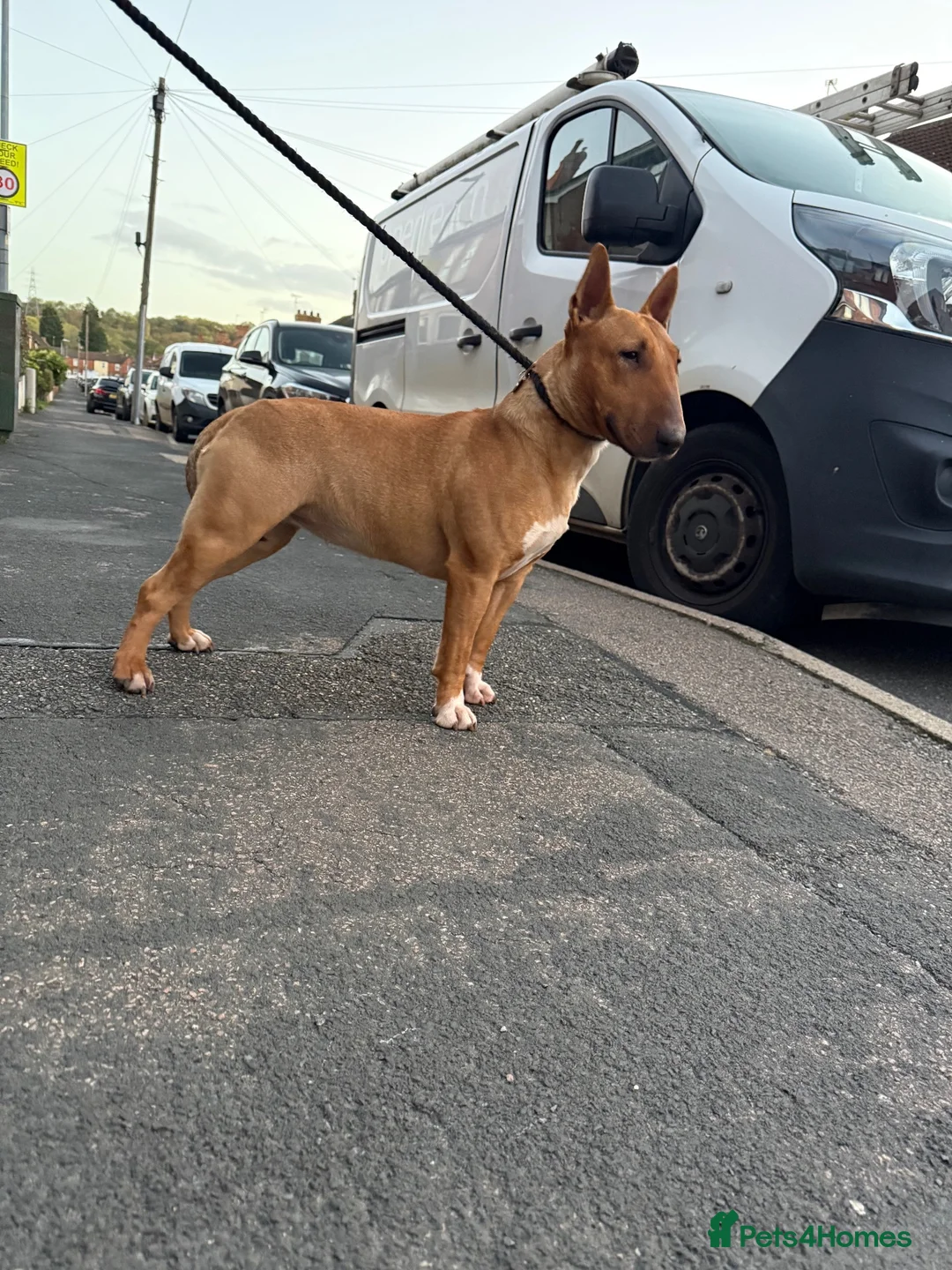 Miniature Bull terrier dogs for sale: Miniature bull terrier in Grantham - Advert 1