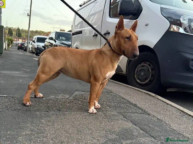 Miniature Bull terrier dogs for sale: Miniature bull terrier - Advert 1