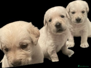 Goldador dogs Goldador Puppies - Advert 1