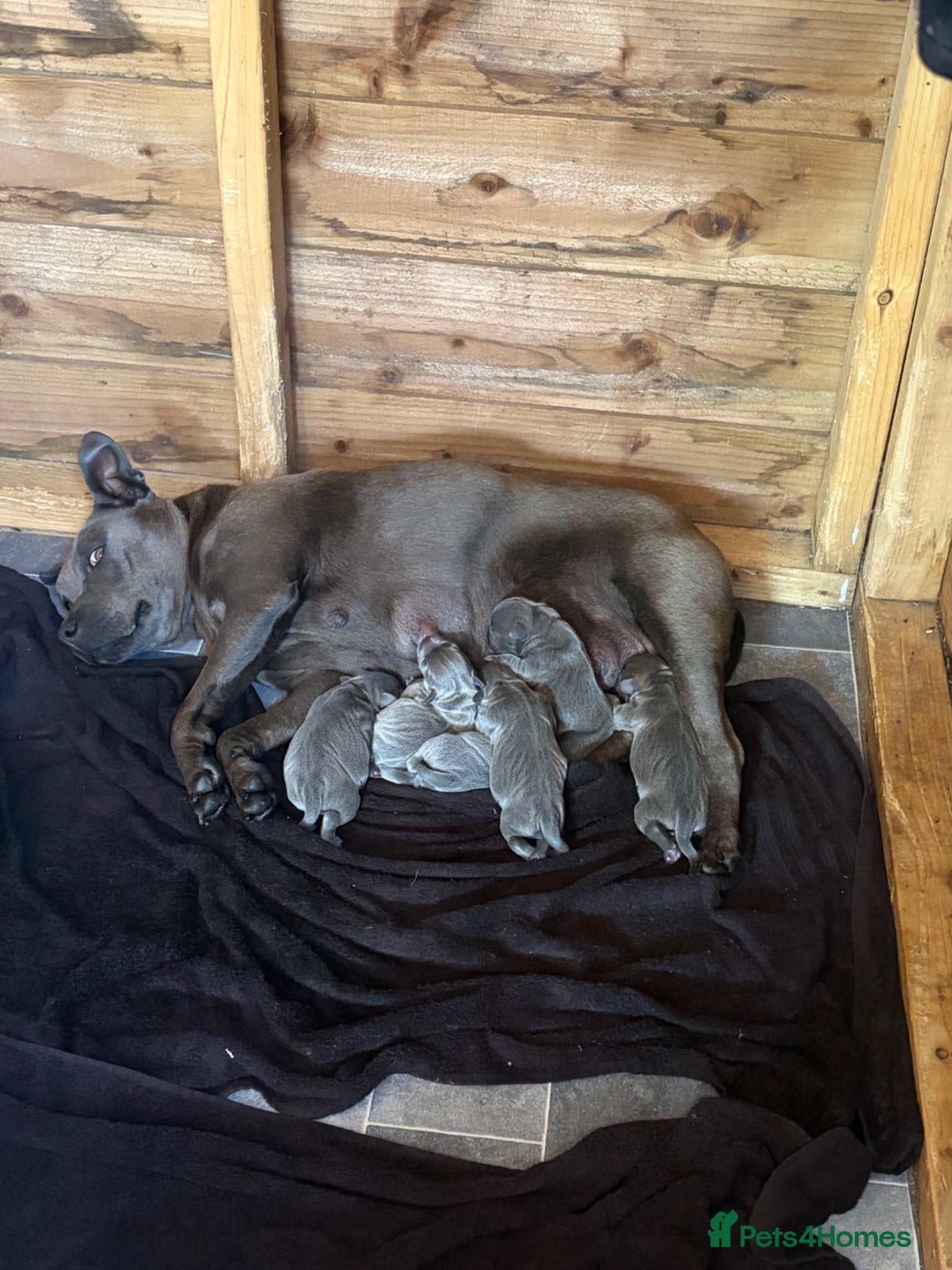 Staffordshire Bull Terrier dogs Staff puppies  - Advert 1