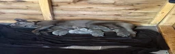Staffordshire Bull Terrier dogs for sale: Staff puppies  - Advert 1