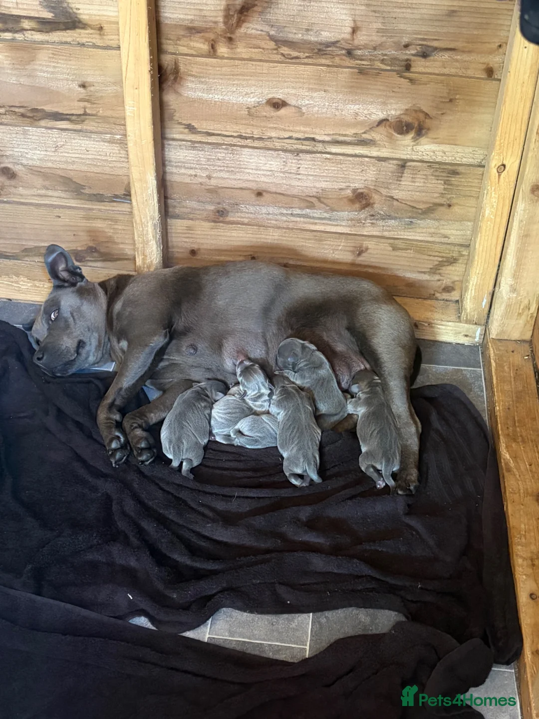 Staffordshire Bull Terrier dogs for sale: Staff puppies  - Advert 1