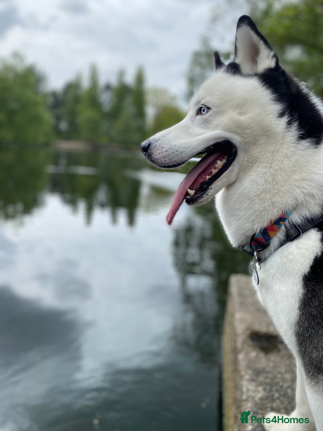 Siberian Husky dogs for stud: Stunning Blue eye Sibrian Husky for Stud  in Liverpool - Image 4
