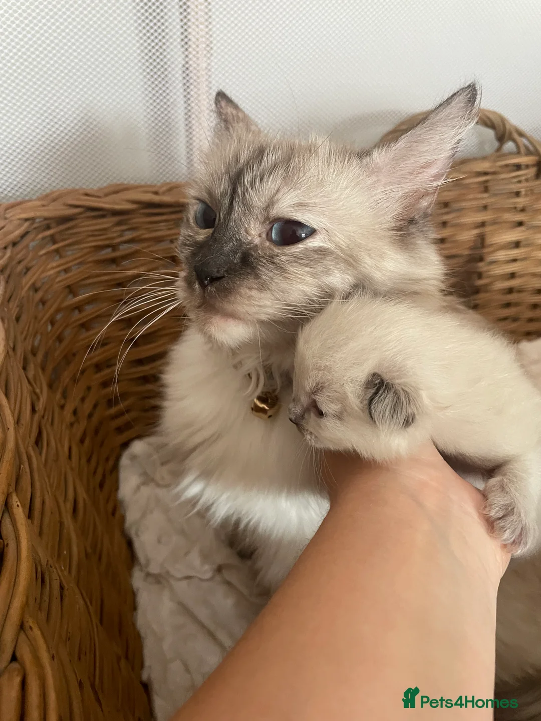 Ragdoll cats for sale: Ragdoll kitten - Advert 12